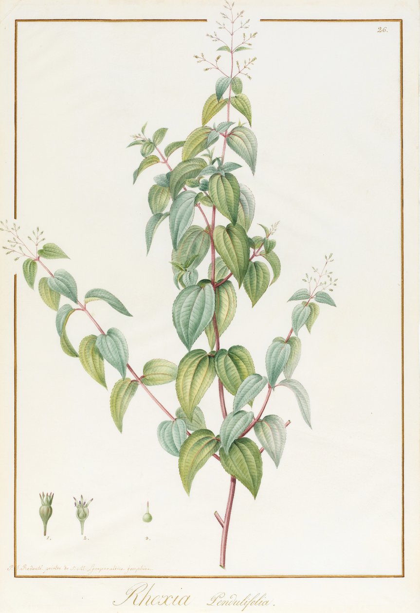 Rhexia Pendulifolia (parşömen üzerinde grafit izleri üzerinde wc ve gövde rengi) by Pierre Joseph Redouté