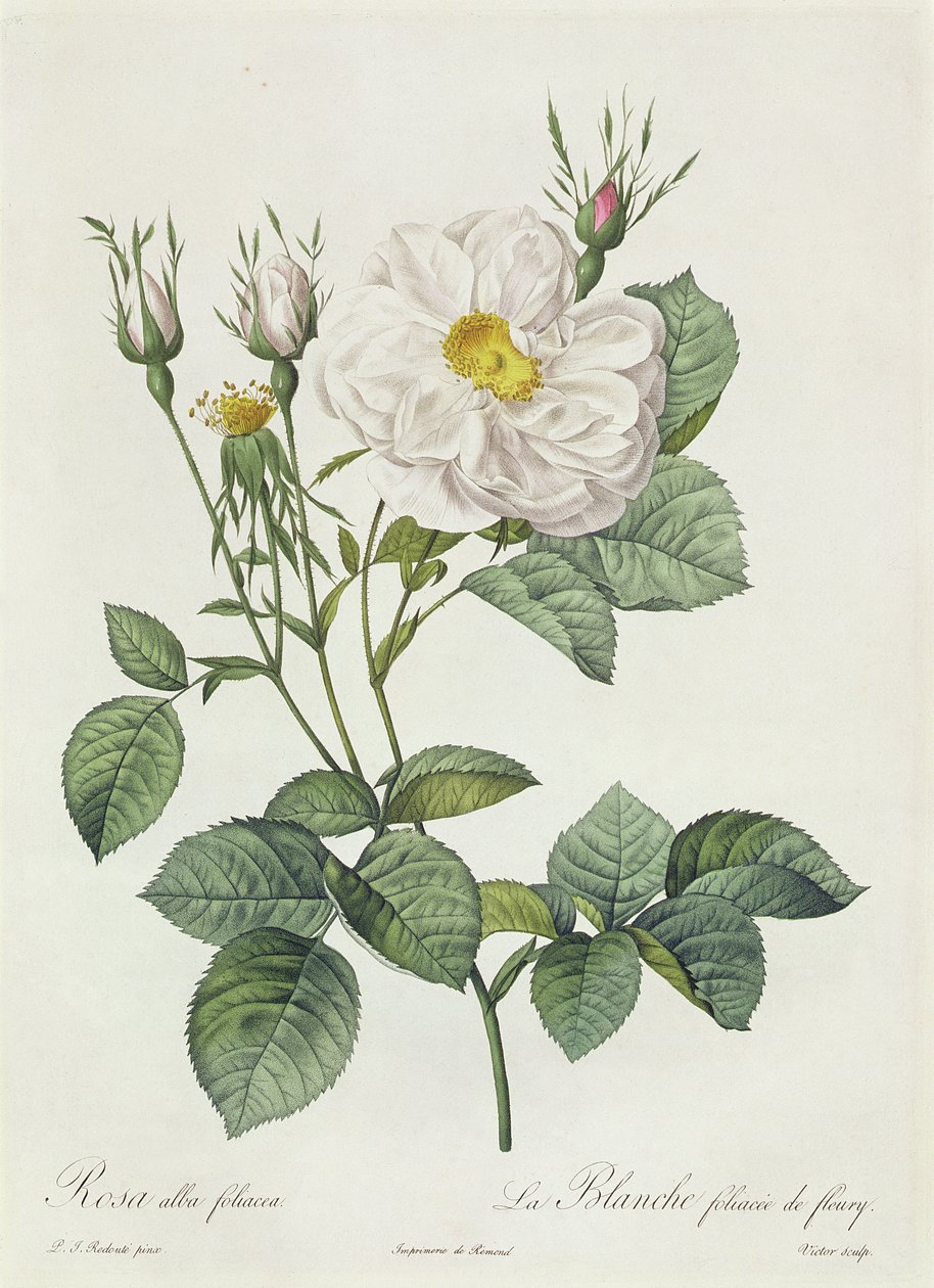 Rosa Alba Yaprakları by Pierre Joseph Redouté