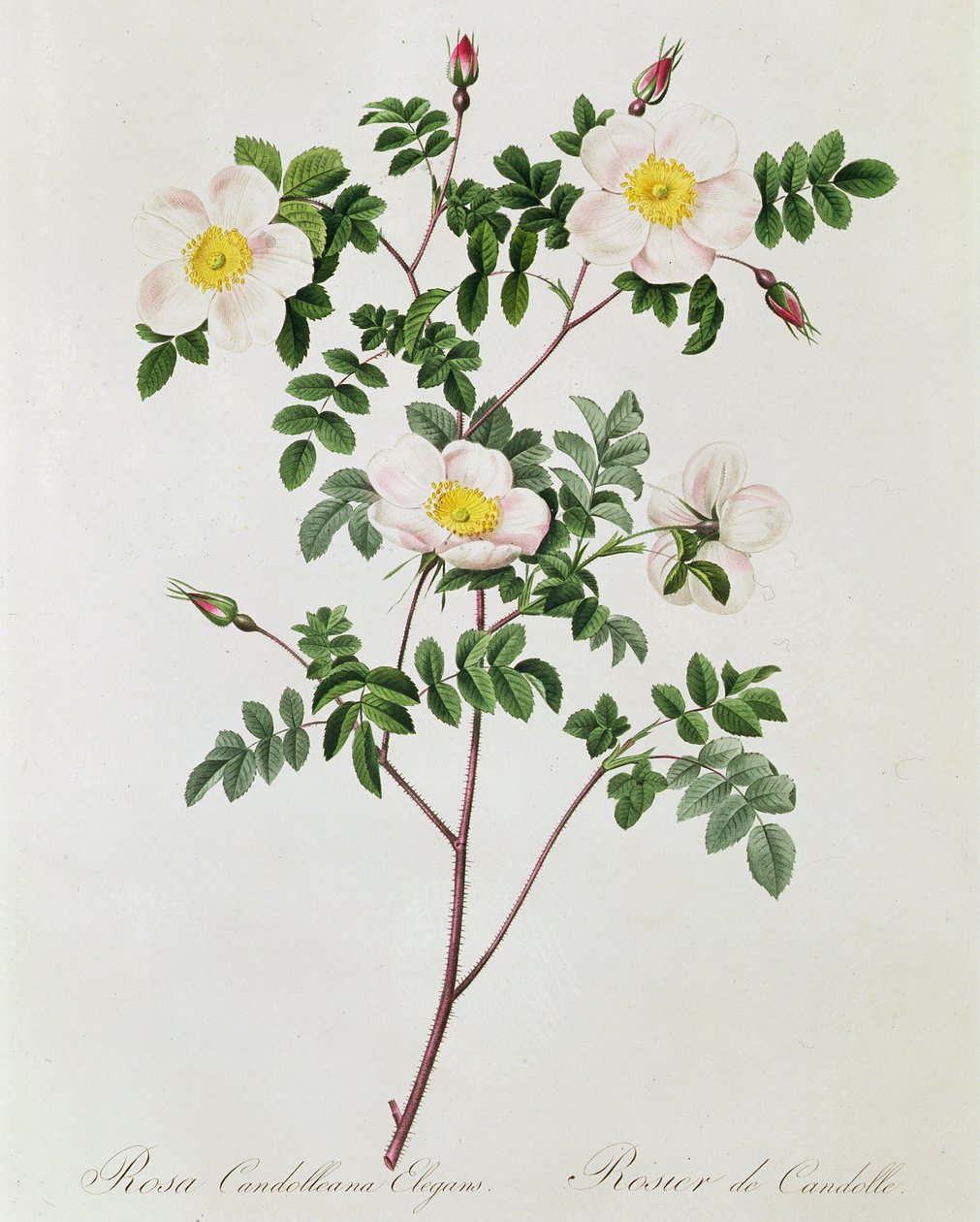 Rosa Candolleana Elegans by Pierre Joseph Redouté