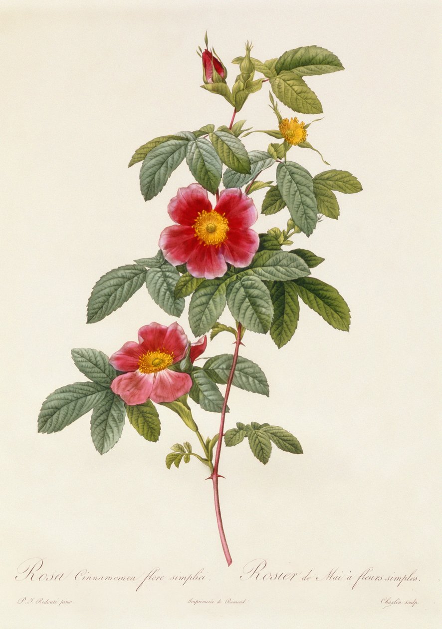 Rosa Cinnamomea Basit Çiçek by Pierre Joseph Redouté