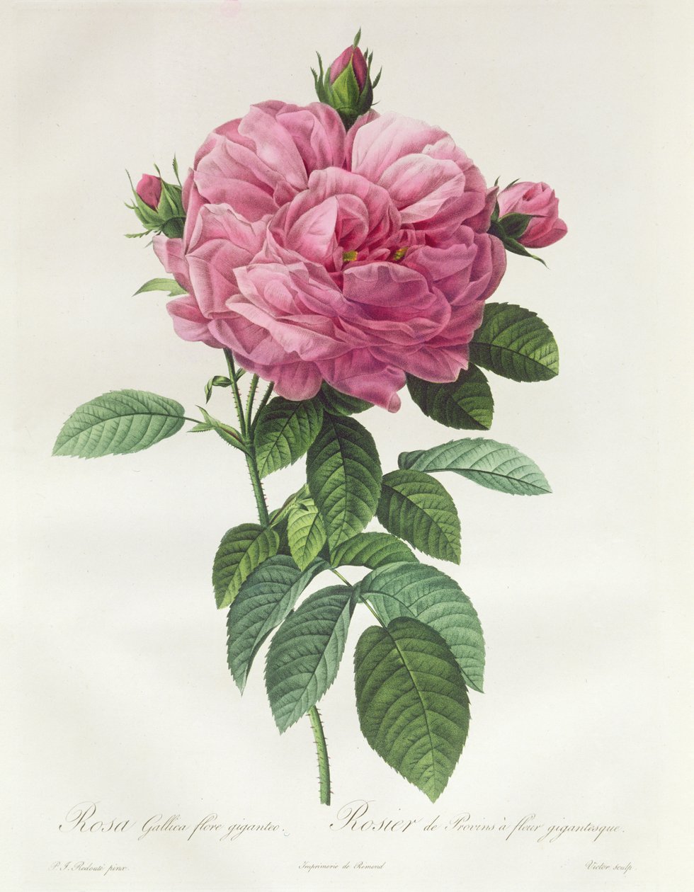 Fransız Çiçeğinin Gülü by Pierre Joseph Redouté
