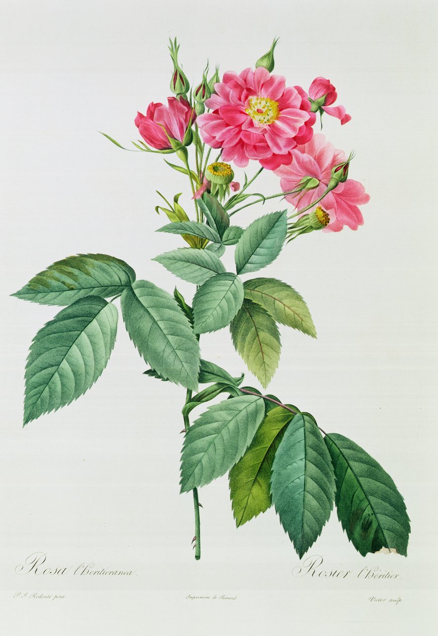 ರೋಸಾ ಎಲ್ ಹೆರಿಟಿಯೆರಾನೆಟರ್ಕ್ by Pierre Joseph Redouté