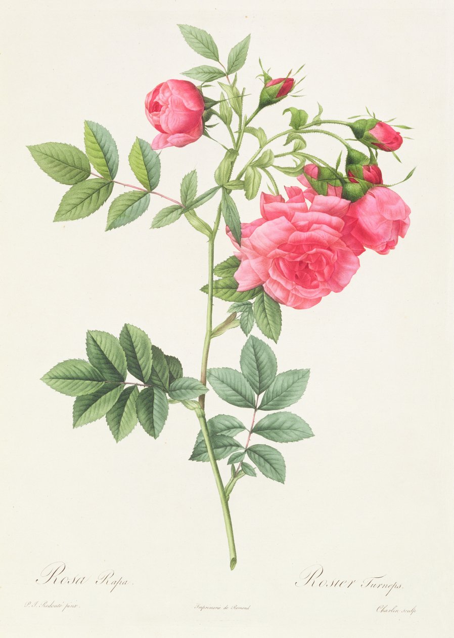 Pembe Pimpinellifolia Alacalı Çiçek by Pierre Joseph Redouté