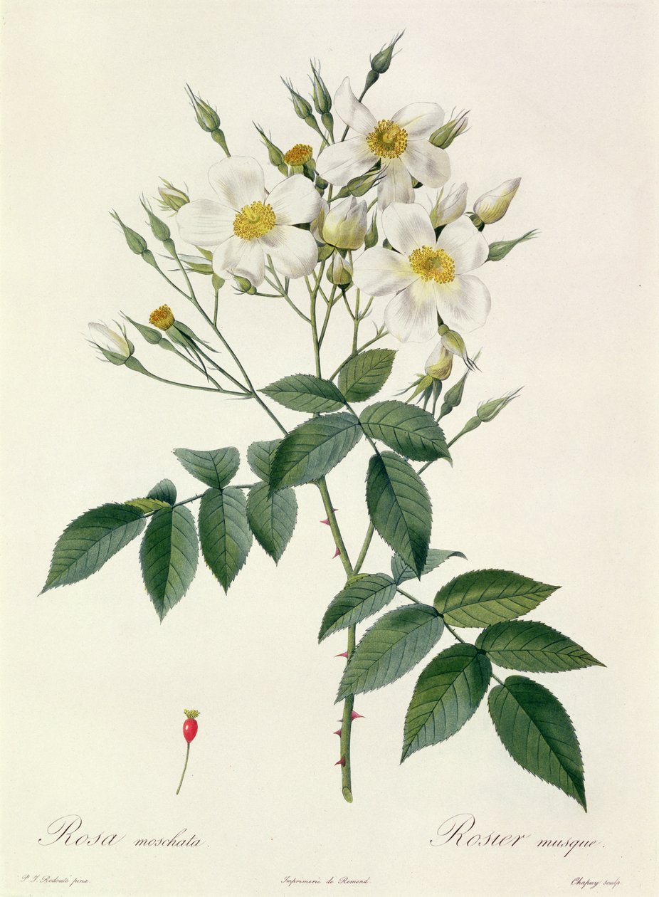 ರೋಸಾ ಮೊಸ್ಚಾಟಾ ಅಥವಾ ಕಸ್ತೂರಿ ರೋಸೆಟರ್ಕ್ by Pierre Joseph Redouté