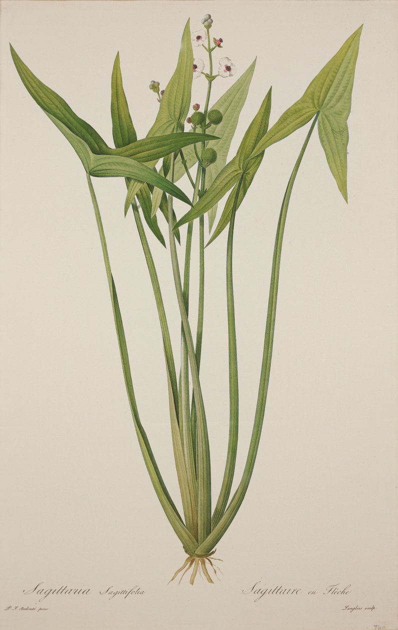 Sagittaria, Langlois tarafından oyulmuş (el boyaması gravür) by Pierre Joseph Redouté