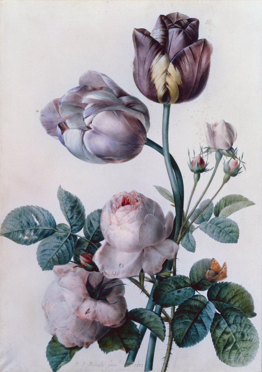 Lahana Gülü, İki Lale, Küçük Bir Kaplumbağa Kabuğu Kelebek, Sarı Çayır (suluboya) by Pierre Joseph Redouté