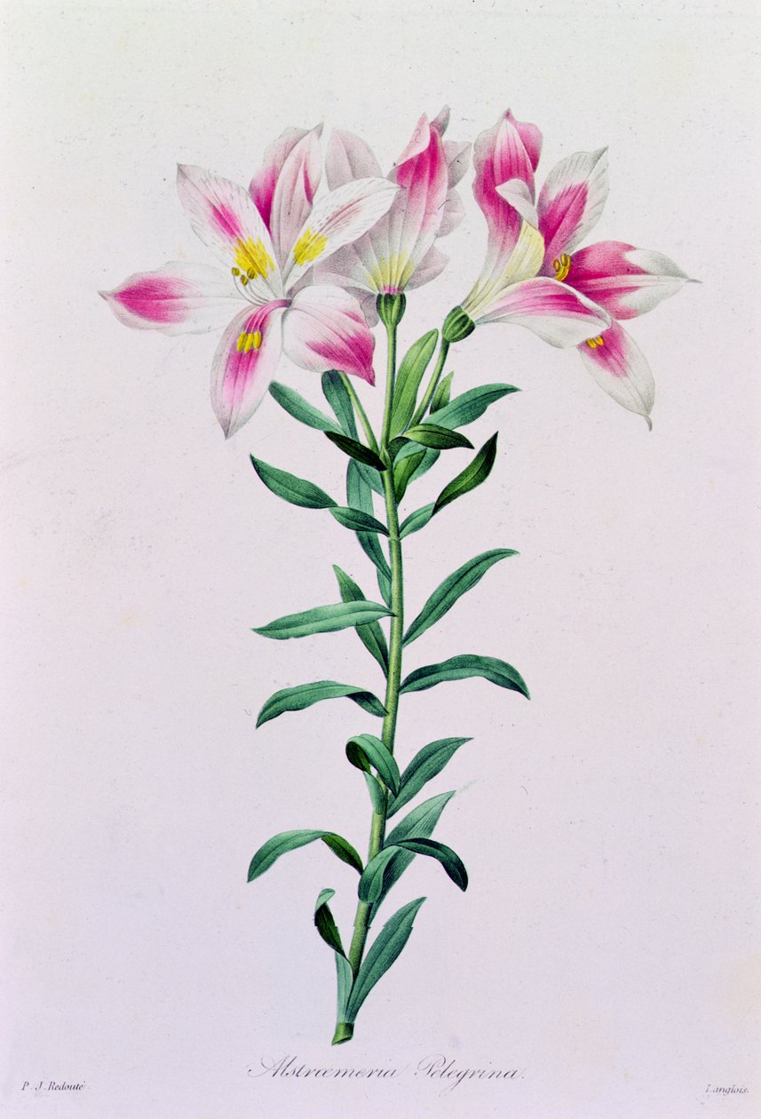 Alstroemeria Peregrina (renkli gravür) by Pierre Joseph Redouté