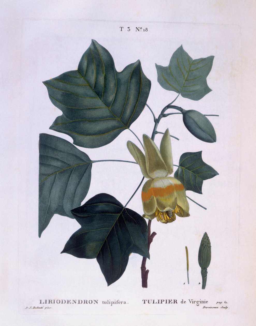 Amerikan lale ağacı (Liriodendron tulipifera), Henry Louis Duhamel du Monceau, Pierre Joseph Redouté