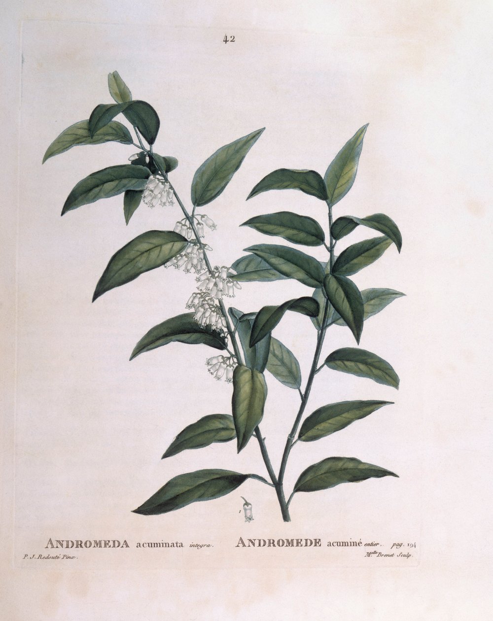 Andromeda acuminata Henry Louis Duhamel du Monceau, Pierre Joseph Redouté tarafından botanik plaka by Pierre Joseph Redouté