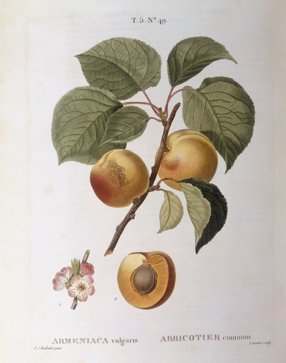 Kayısı (Armeniaca vulgaris veya Prunus armeniaca), Henry Louis Duhamel du Monceau, Pierre Joseph Redouté tarafından botanik plaka by Pierre Joseph Redouté
