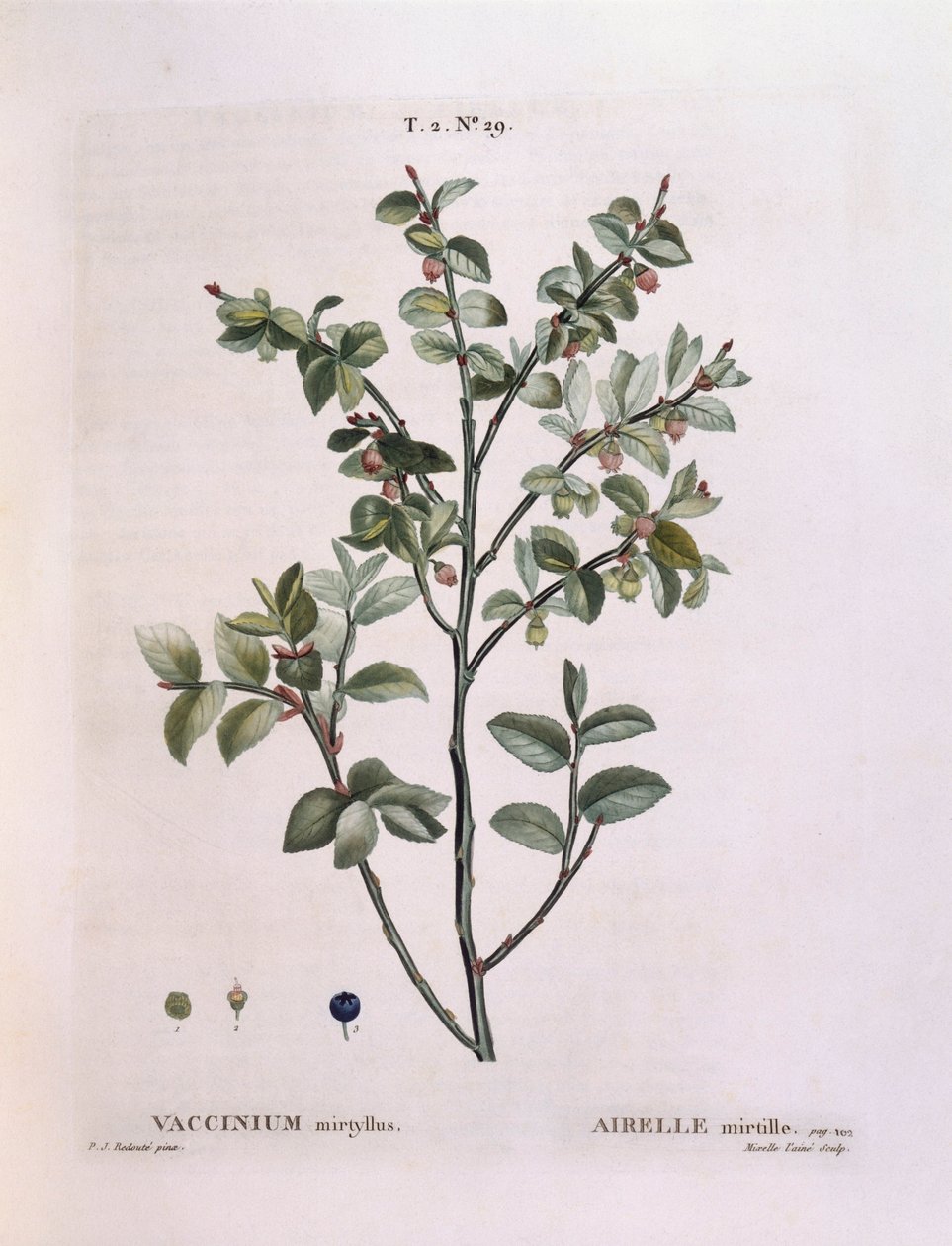 Yabanmersini (Vaccinium myrtillus), Henry Louis Duhamel du Monceau, Pierre Joseph Redouté tarafından botanik plaka by Pierre Joseph Redouté