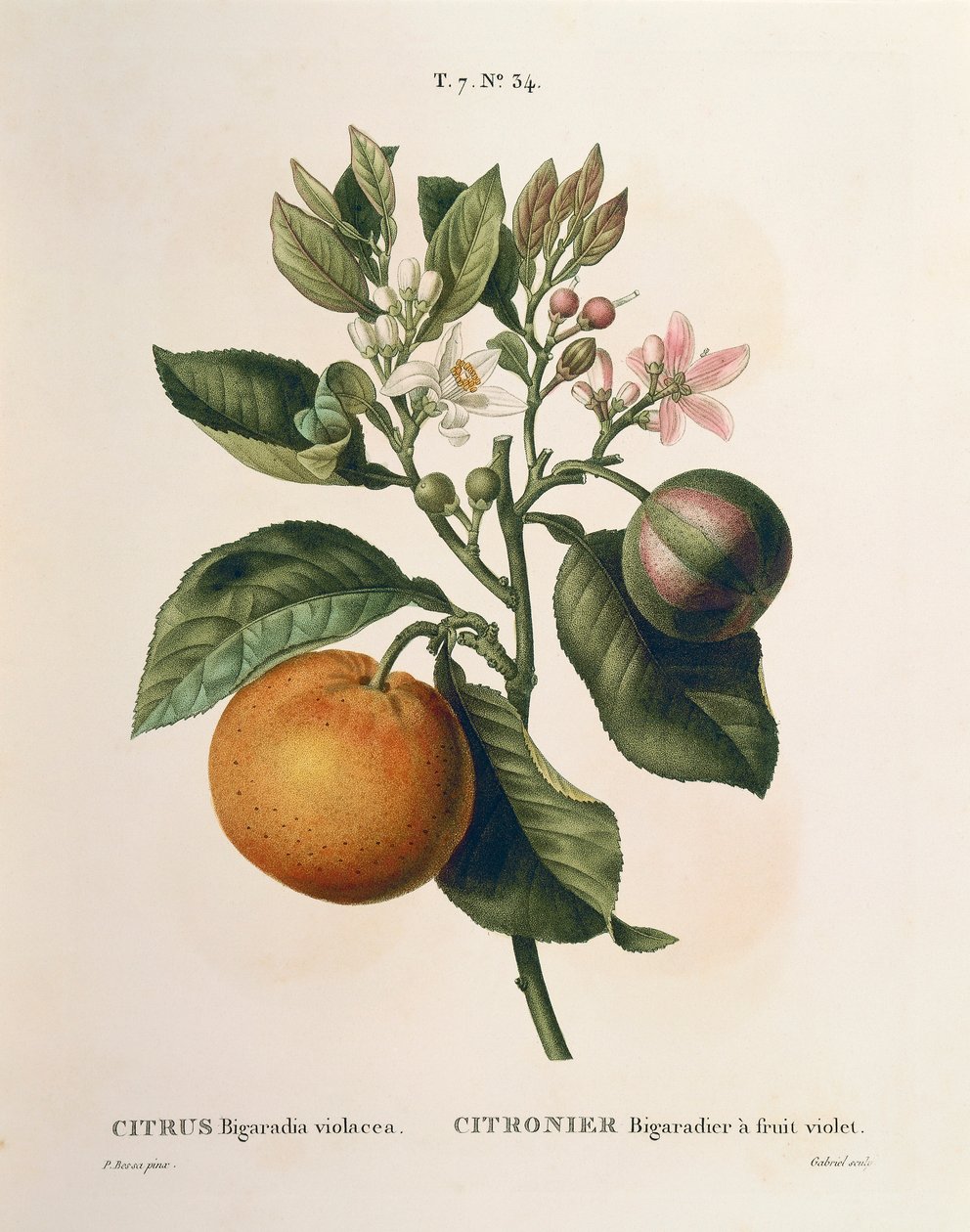 Menekşe meyveli acı portakal (Citrus aurantium) Pierre Joseph Redoute (1759-1840) by Pierre Joseph Redouté