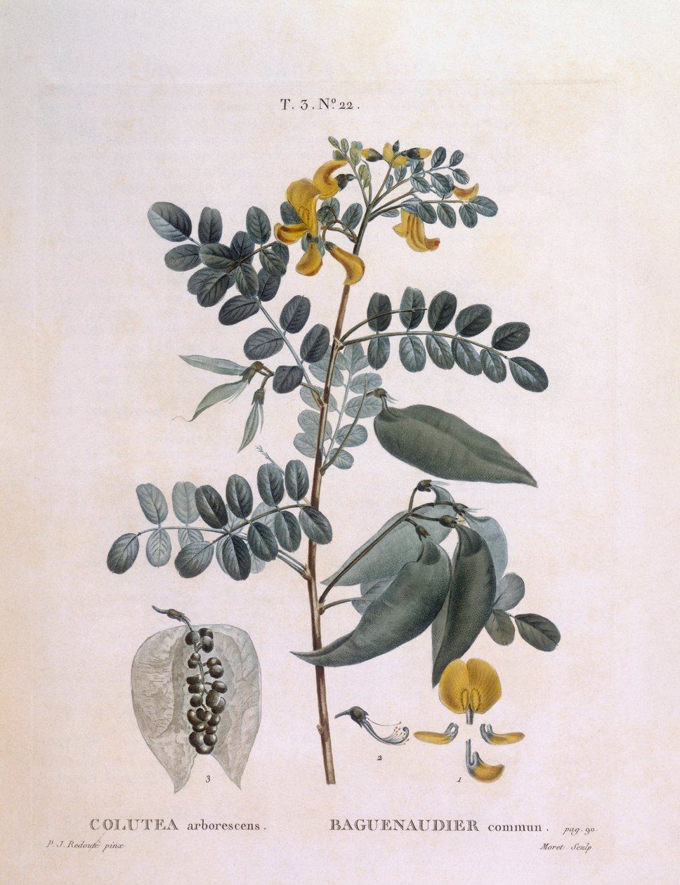 Mesane Senna (Colutea arborescence), Henry Louis Duhamel du Monceau, Pierre Joseph Redouté tarafından botanik plaka by Pierre Joseph Redouté