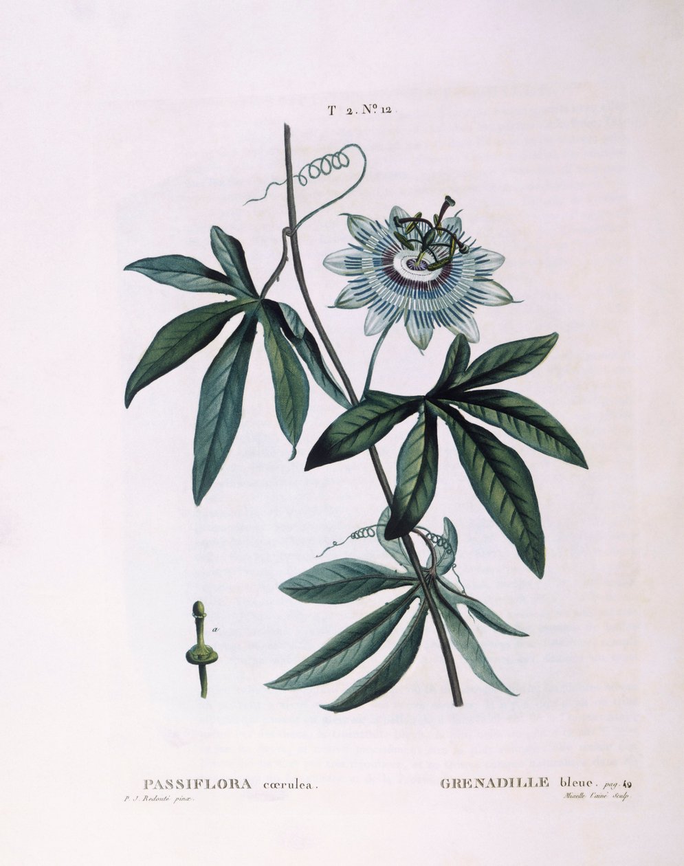 Mavi çarkıfelek çiçeği (Passiflora caerulea), Henry Louis Duhamel du Monceau, Pierre Joseph Redouté