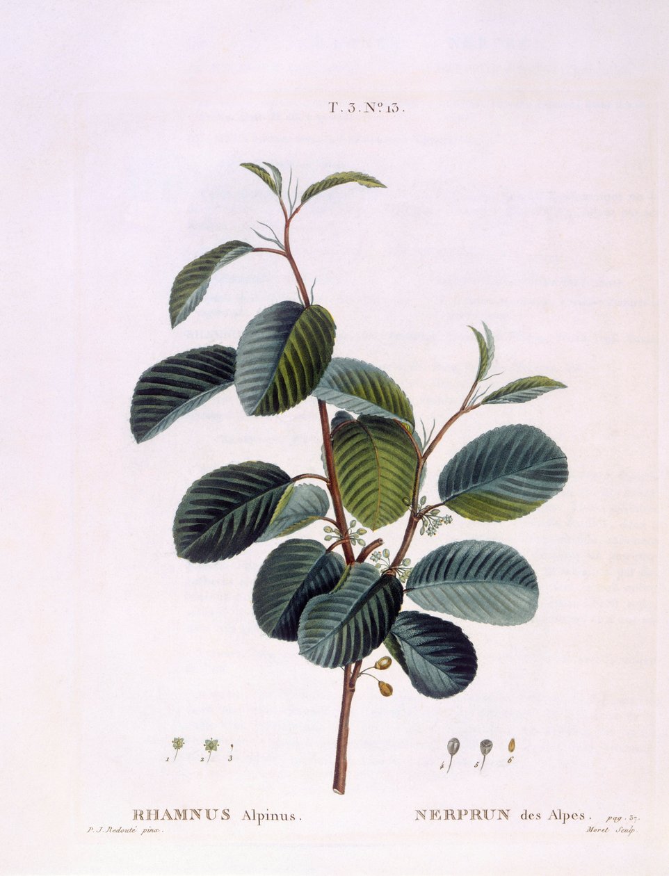 Cehri (Rhamnus alpinus), Henry Louis Duhamel du Monceau, Pierre Joseph Redouté'nin botanik tabağı by Pierre Joseph Redouté