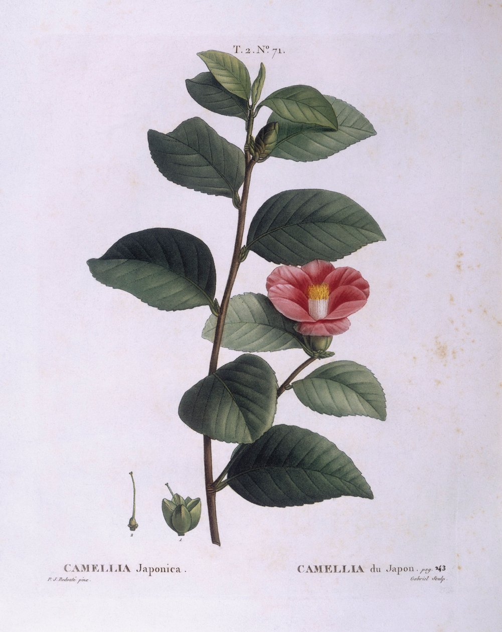 Kamelya (Camellia japonica), Henry Louis Duhamel du Monceau, Pierre Joseph Redouté tarafından botanik plaka by Pierre Joseph Redouté