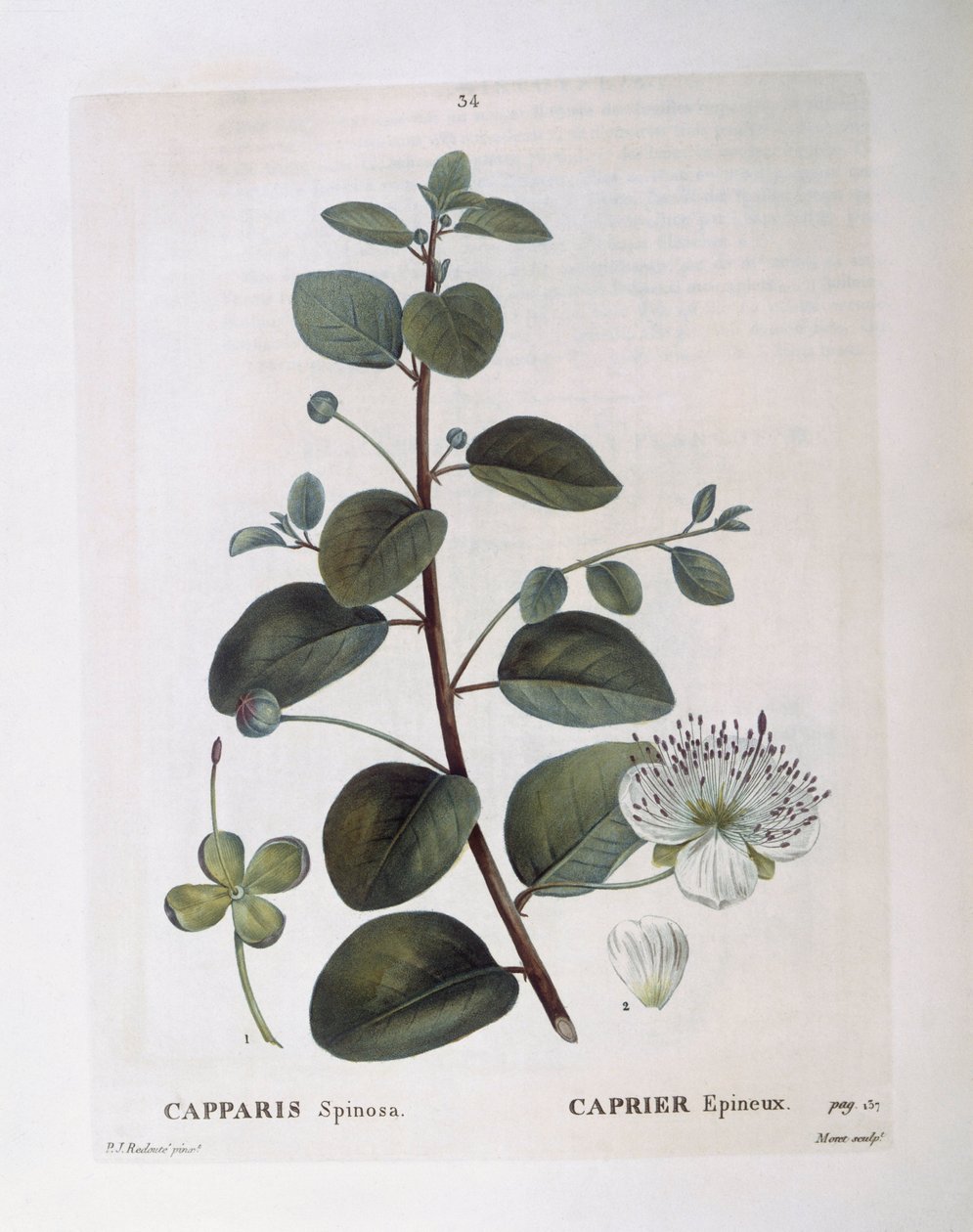 Kapari (Capparis spinosa), Henry Louis Duhamel du Monceau, Pierre Joseph Redouté tarafından botanik plaka by Pierre Joseph Redouté