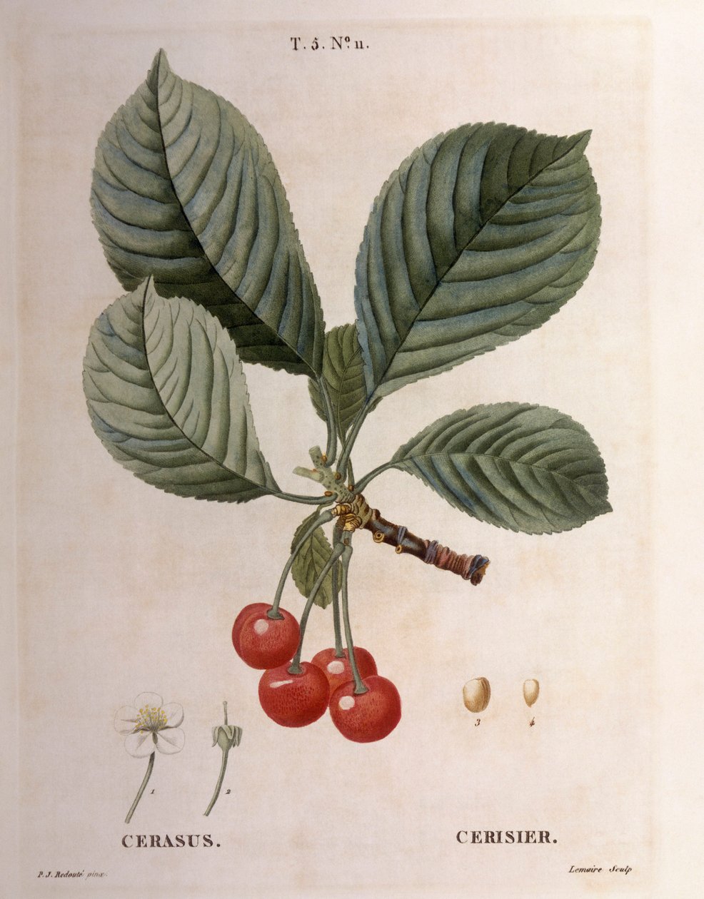 Kiraz (Cerasus), Henry Louis Duhamel du Monceau, Pierre Joseph Redouté tarafından botanik plaka by Pierre Joseph Redouté