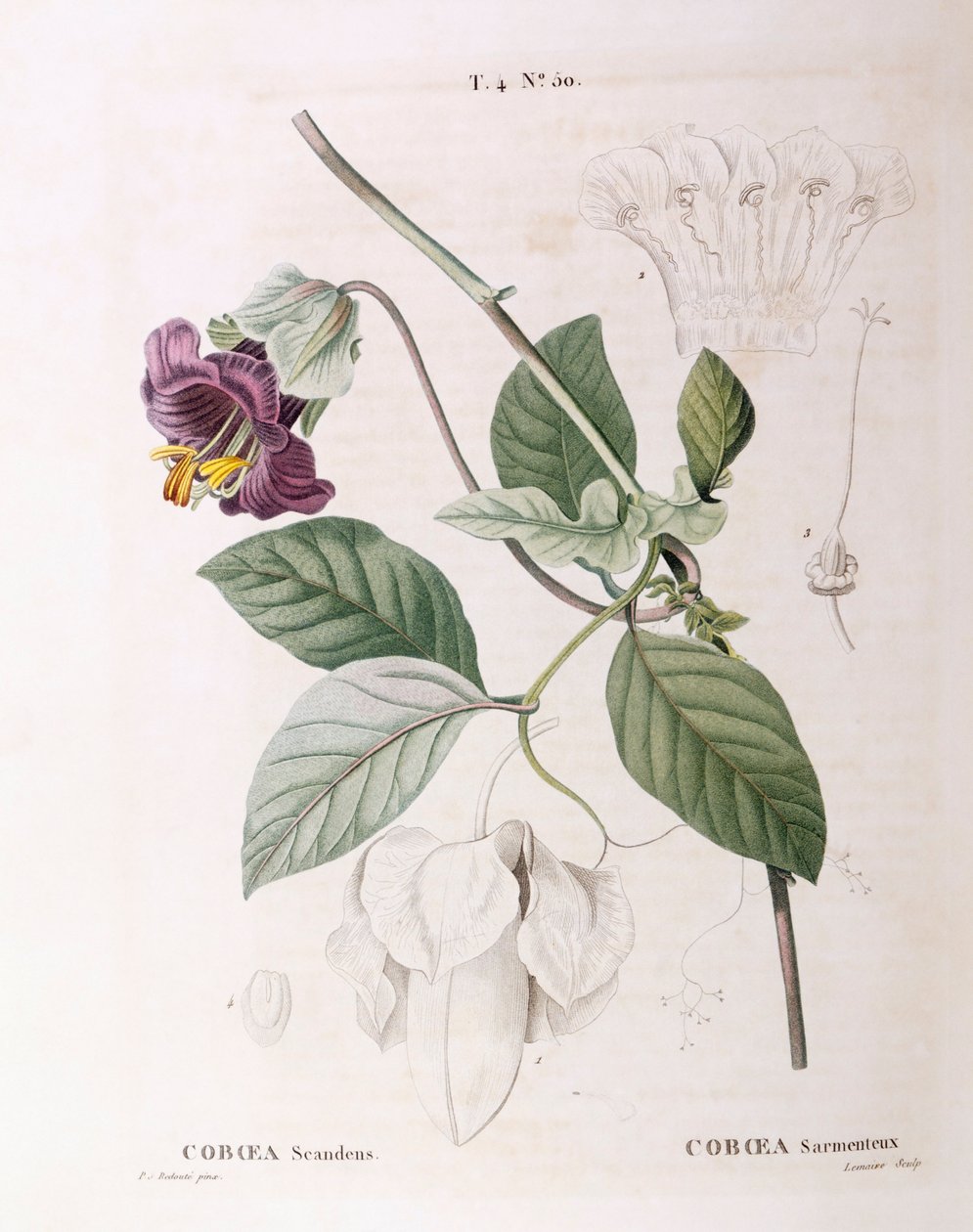 Kupa ve fincan tabağı asma (Cobaea scandens), Henry Louis Duhamel du Monceau, Pierre Joseph Redouté
