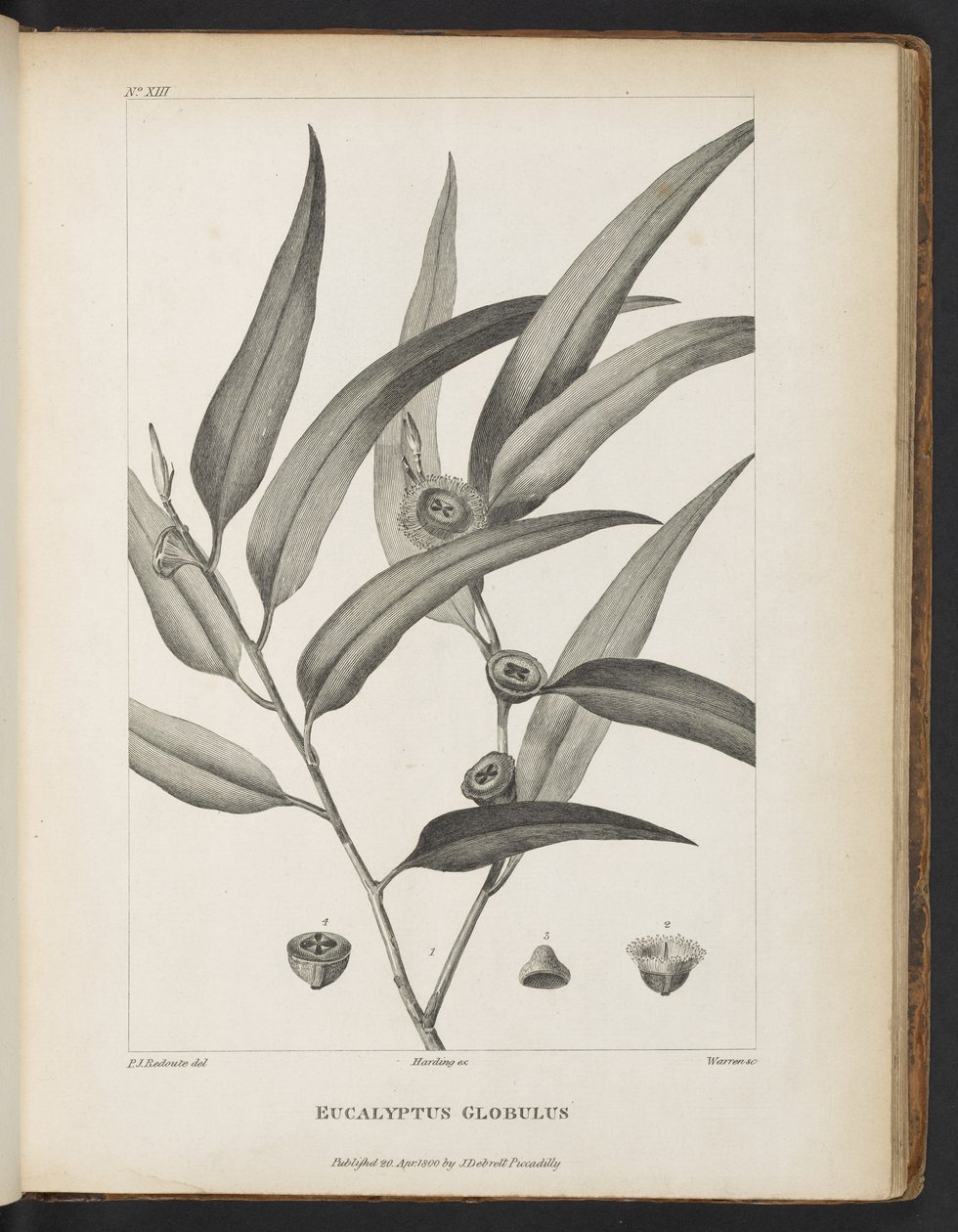 Okaliptüs Globulus, Jacques-Julien Houtou de La Billardière