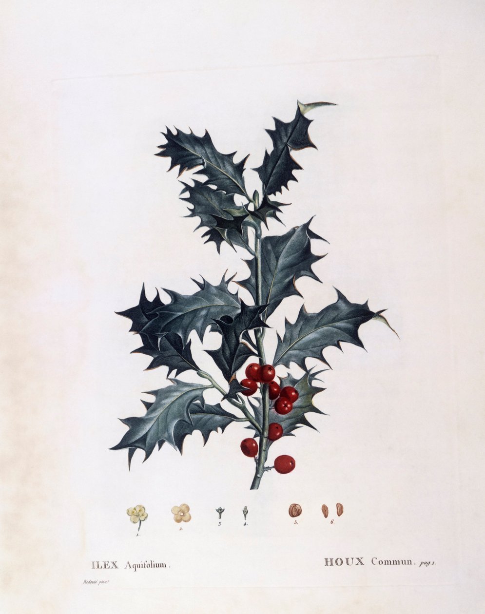 Avrupa kutsal (Ilex aquifolium), Henry Louis Duhamel du Monceau, Pierre Joseph Redouté tarafından botanik plaka by Pierre Joseph Redouté