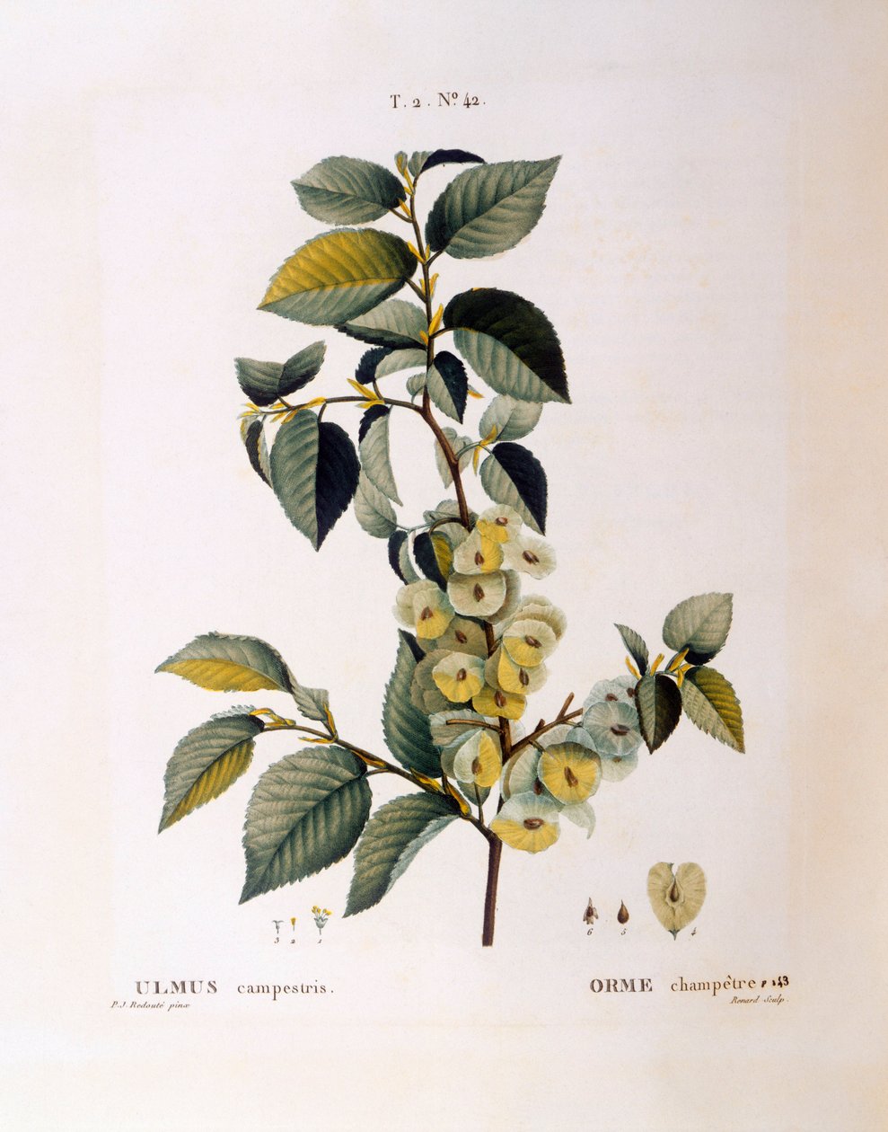 Tarla karaağaç (Ulmus campestris veya minör), Henry Louis Duhamel du Monceau, Pierre Joseph Redouté tarafından botanik plaka by Pierre Joseph Redouté