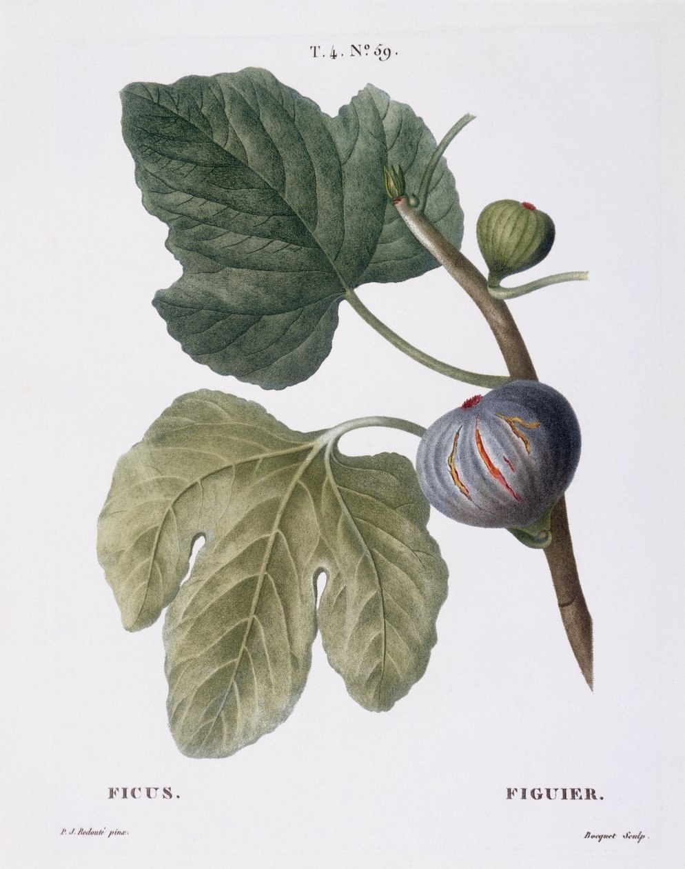 İncir (Ficus), Henry Louis Duhamel du Monceau, Pierre Joseph Redouté