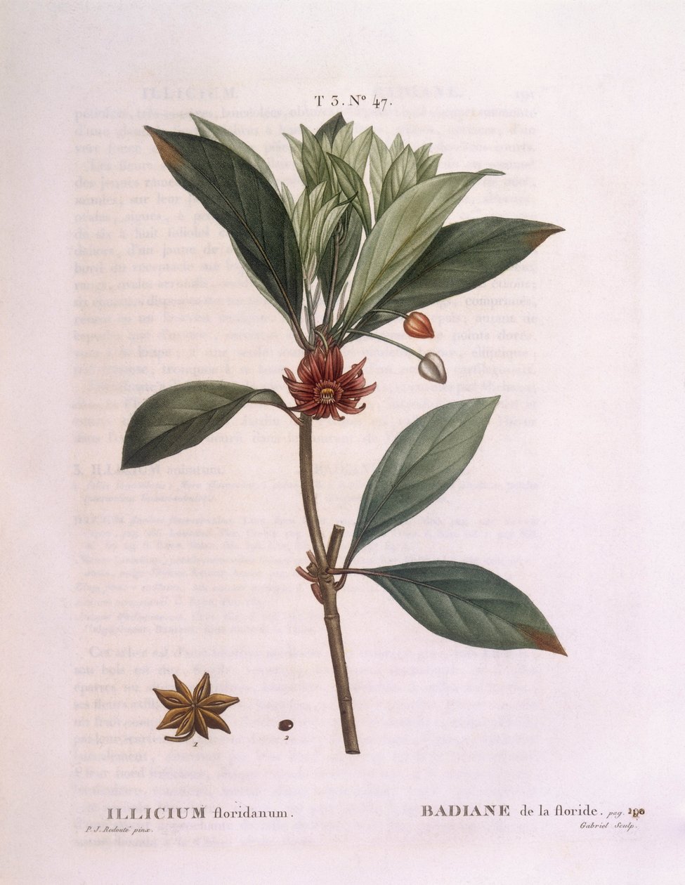 Florida anason ağacı (Illicium floridanum), Henry Louis Duhamel du Monceau, Pierre Joseph Redouté tarafından botanik plaka by Pierre Joseph Redouté