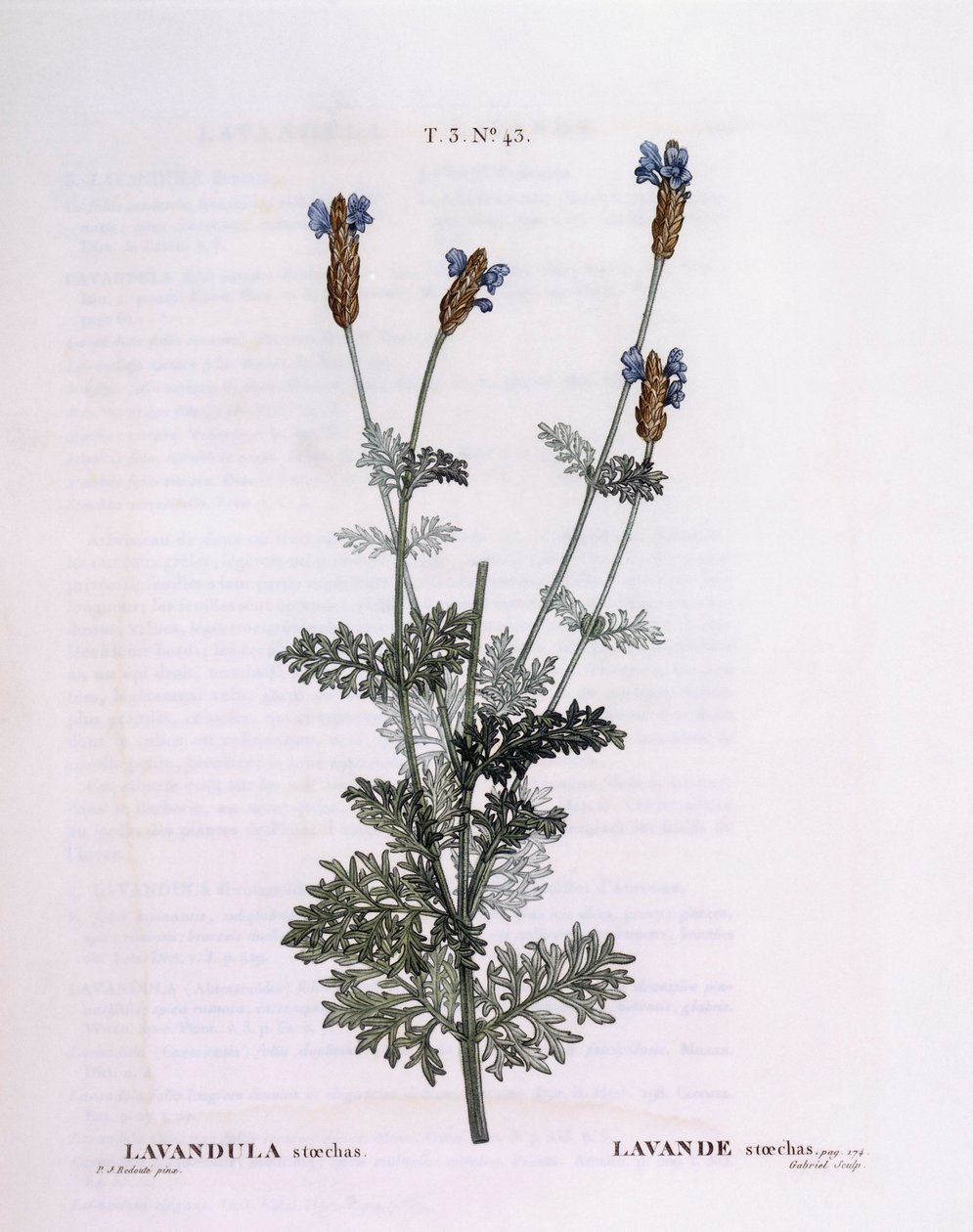 Fransız Lavanta (Lavandula stoechas), Henry Louis Duhamel du Monceau, Pierre Joseph Redouté tarafından botanik plaka by Pierre Joseph Redouté