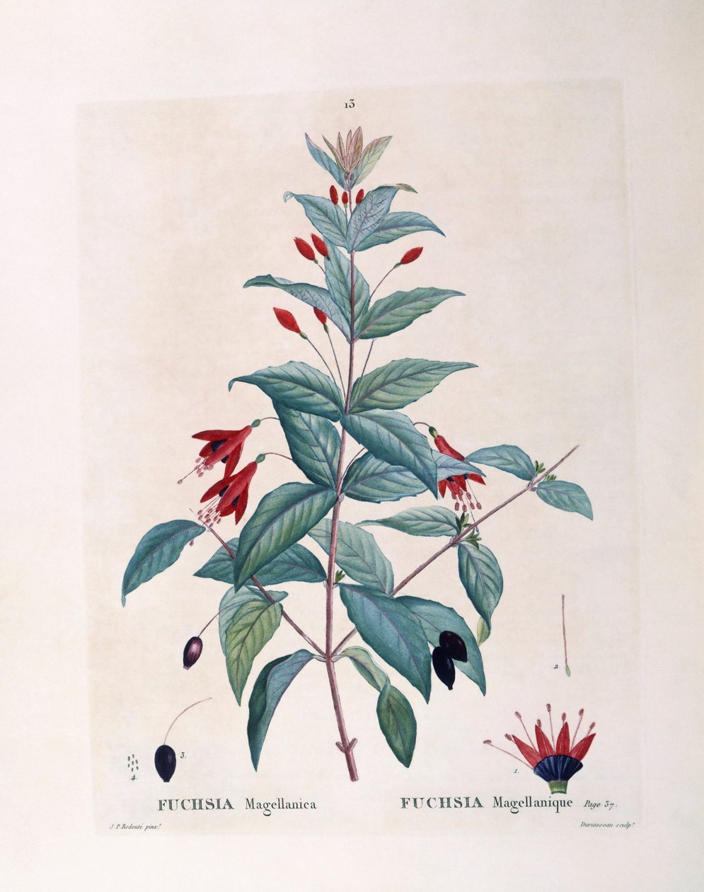 Fuşya (Fuşya magellanica), Henry Louis Duhamel du Monceau, Pierre Joseph Redouté tarafından botanik plaka by Pierre Joseph Redouté