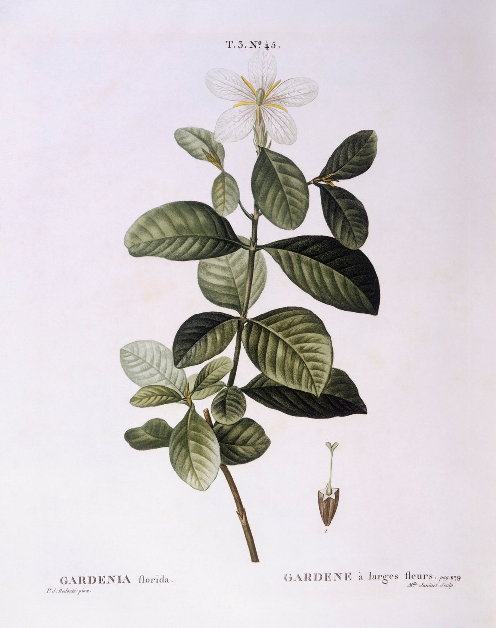 Gardenia (Gardenia florida), Henry Louis Duhamel du Monceau, Pierre Joseph Redouté tarafından botanik plaka by Pierre Joseph Redouté
