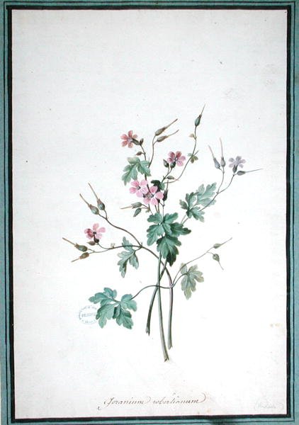 Sardunya Robertianum (suluboya) by Pierre Joseph Redouté