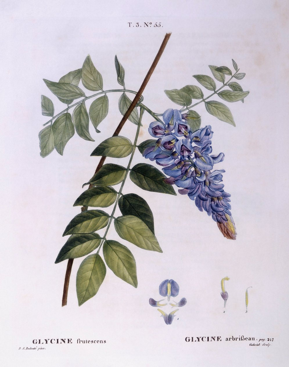 Glisin (Glycine frutescens), Henry Louis Duhamel du Monceau, Pierre Joseph Redouté tarafından botanik plaka by Pierre Joseph Redouté