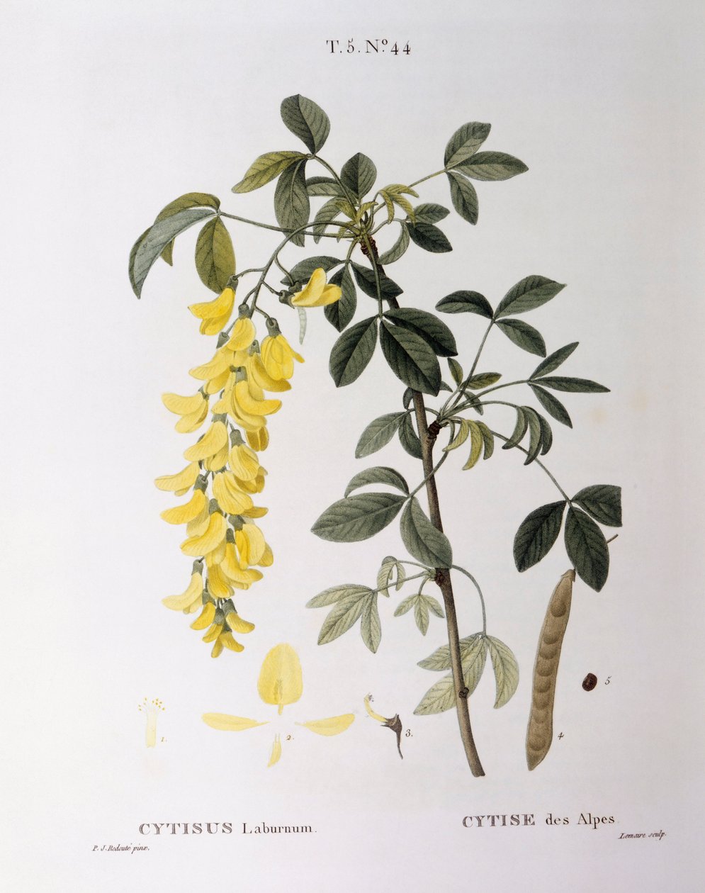 Altın Zincir (Cytisus laburnum), Henry Louis Duhamel du Monceau, Pierre Joseph Redouté tarafından botanik plaka by Pierre Joseph Redouté