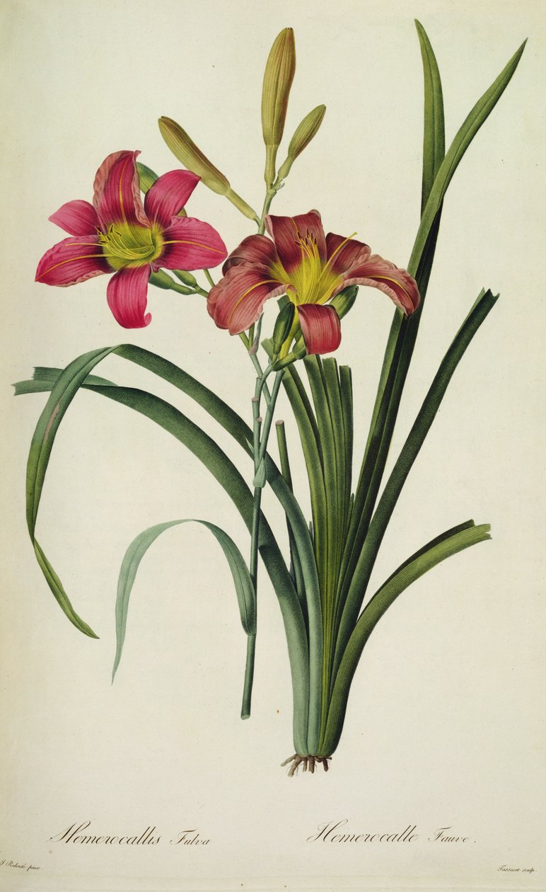 Hemerocallis fulva (zambak), Les Liliacees