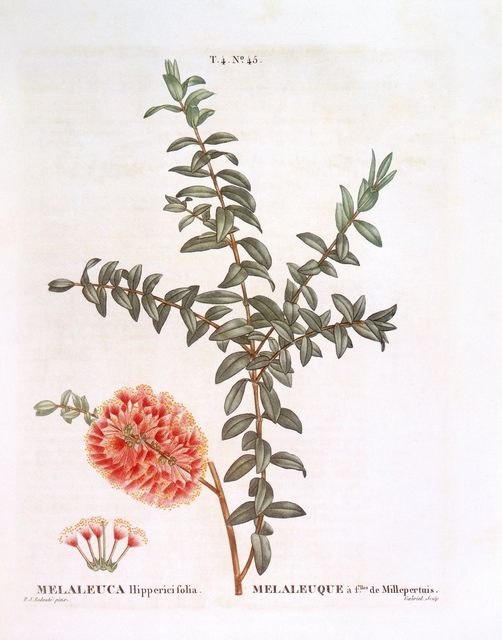 Tepe çalısı (Melaleuca hypericifolia), Henry Louis Duhamel du Monceau, Pierre Joseph Redouté tarafından botanik plaka by Pierre Joseph Redouté
