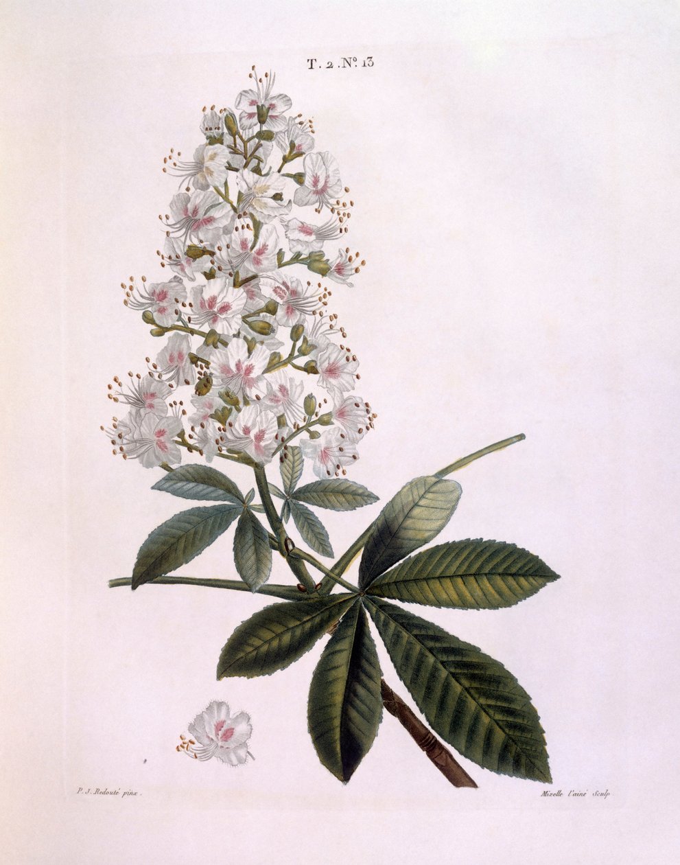 At kestanesi veya Conker ağacı (Aesculus hippocastanum), Henry Louis Duhamel du Monceau, Pierre Joseph Redouté