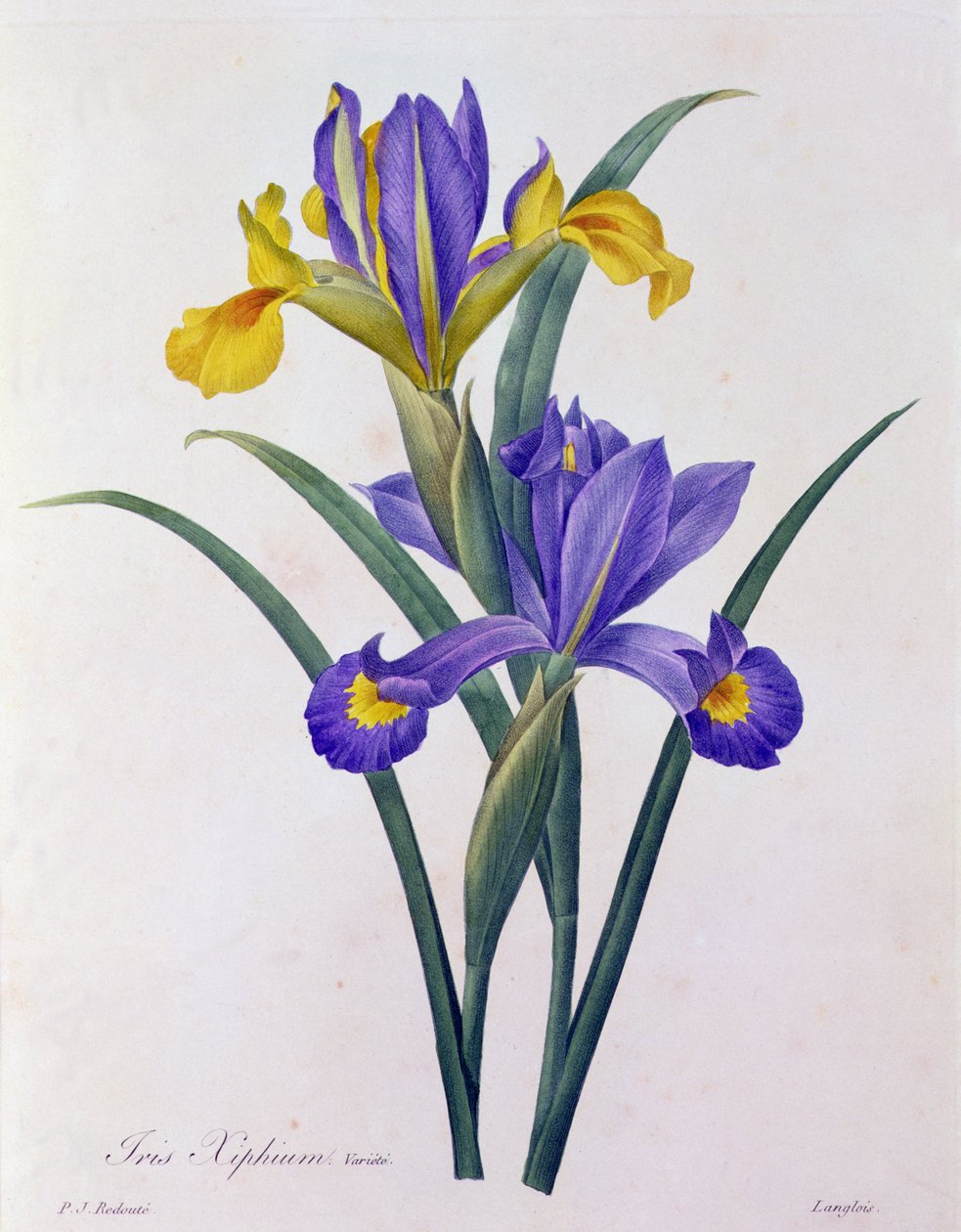 Iris Xiphium (renkli gravür) by Pierre Joseph Redouté