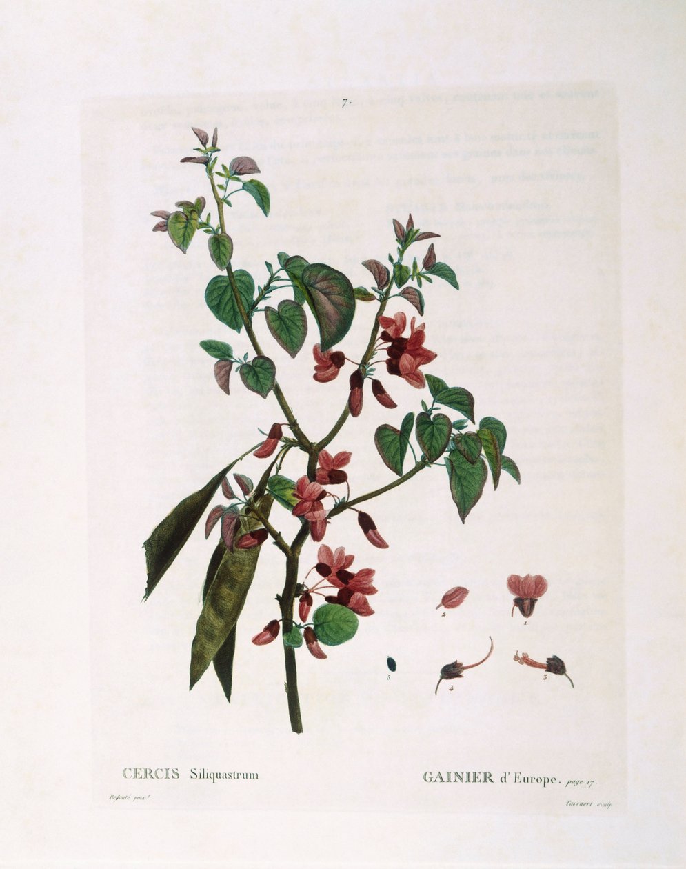 Judas Tree (Cercis siliquastrum), Henry Louis Duhamel du Monceau, Pierre Joseph Redouté