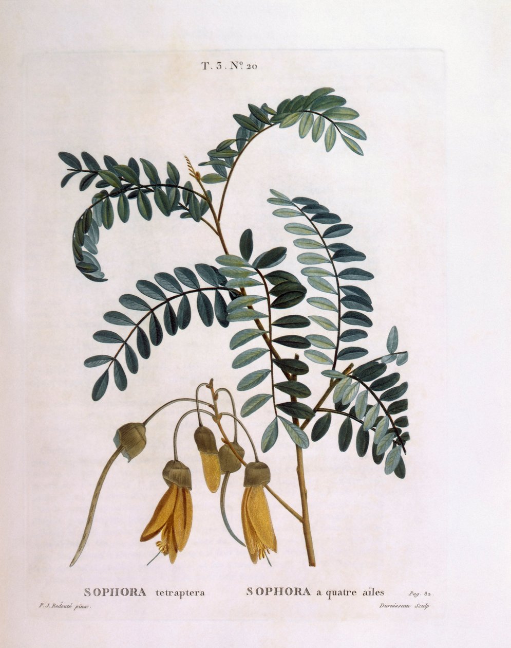 Kowhai (Sophora tetraptera veya Edwardsia grandiflora), Henry Louis Duhamel du Monceau, Pierre Joseph Redouté tarafından botanik plaka by Pierre Joseph Redouté