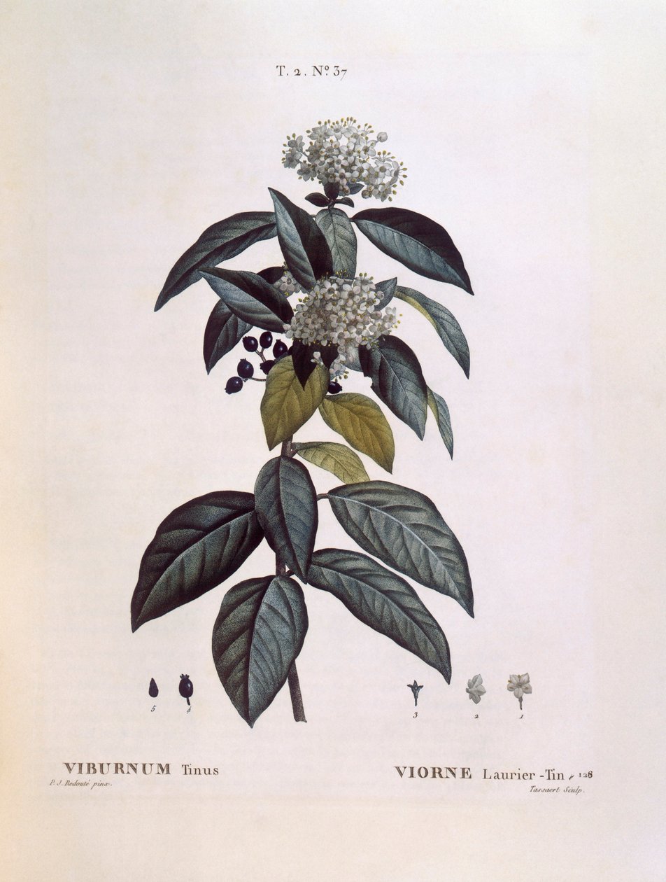 Laustinus (Viburnum tinus), Henry Louis Duhamel du Monceau, Pierre Joseph Redouté tarafından botanik plaka by Pierre Joseph Redouté