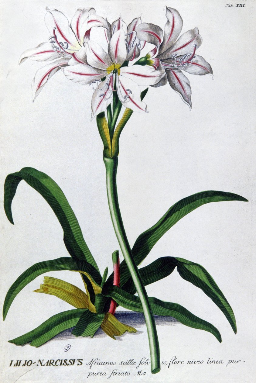 Zambak, Nergis Zambak by Pierre Joseph Redouté