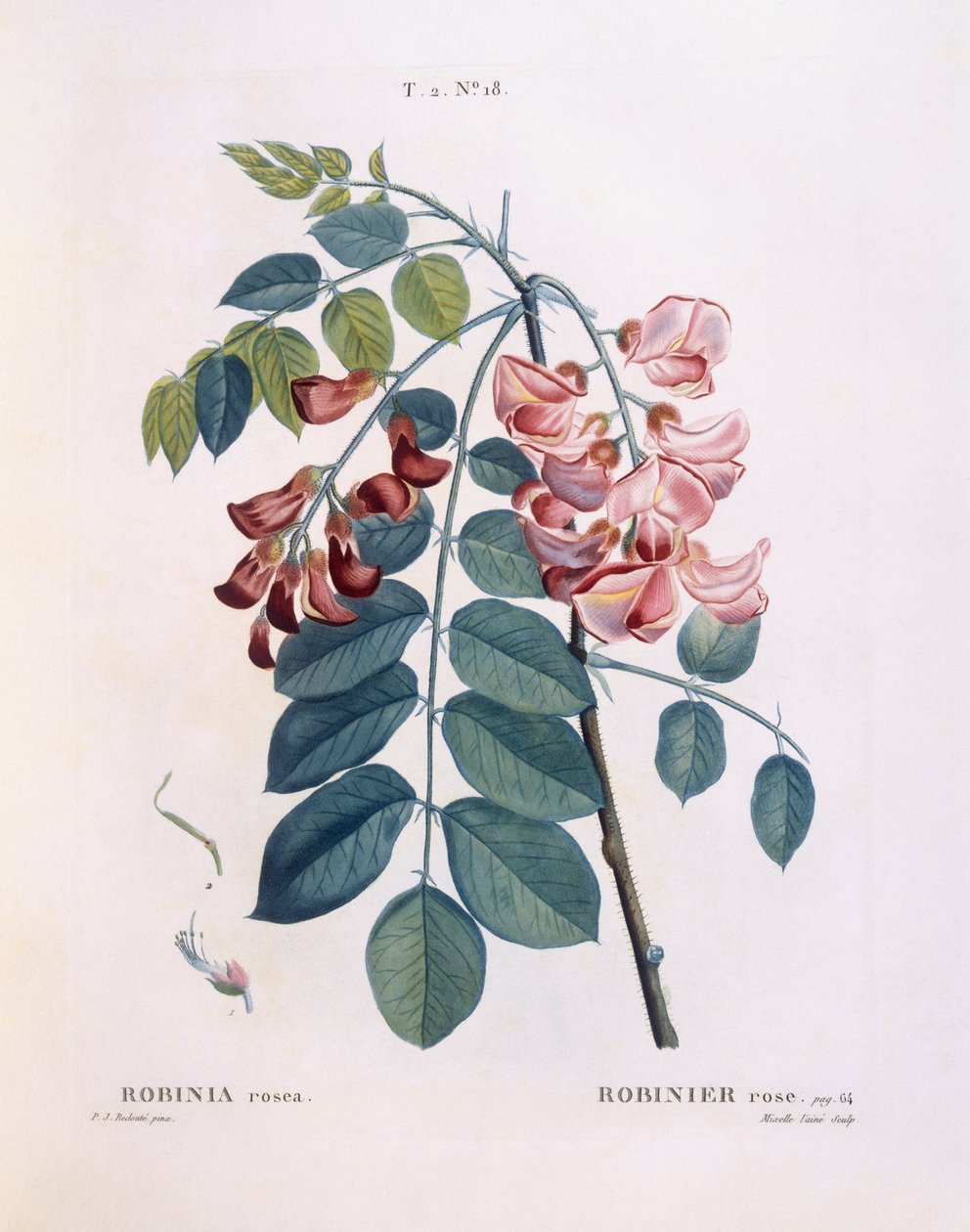Locust (Robinia rosea), Henry Louis Duhamel du Monceau, Pierre Joseph Redouté tarafından botanik plaka by Pierre Joseph Redouté