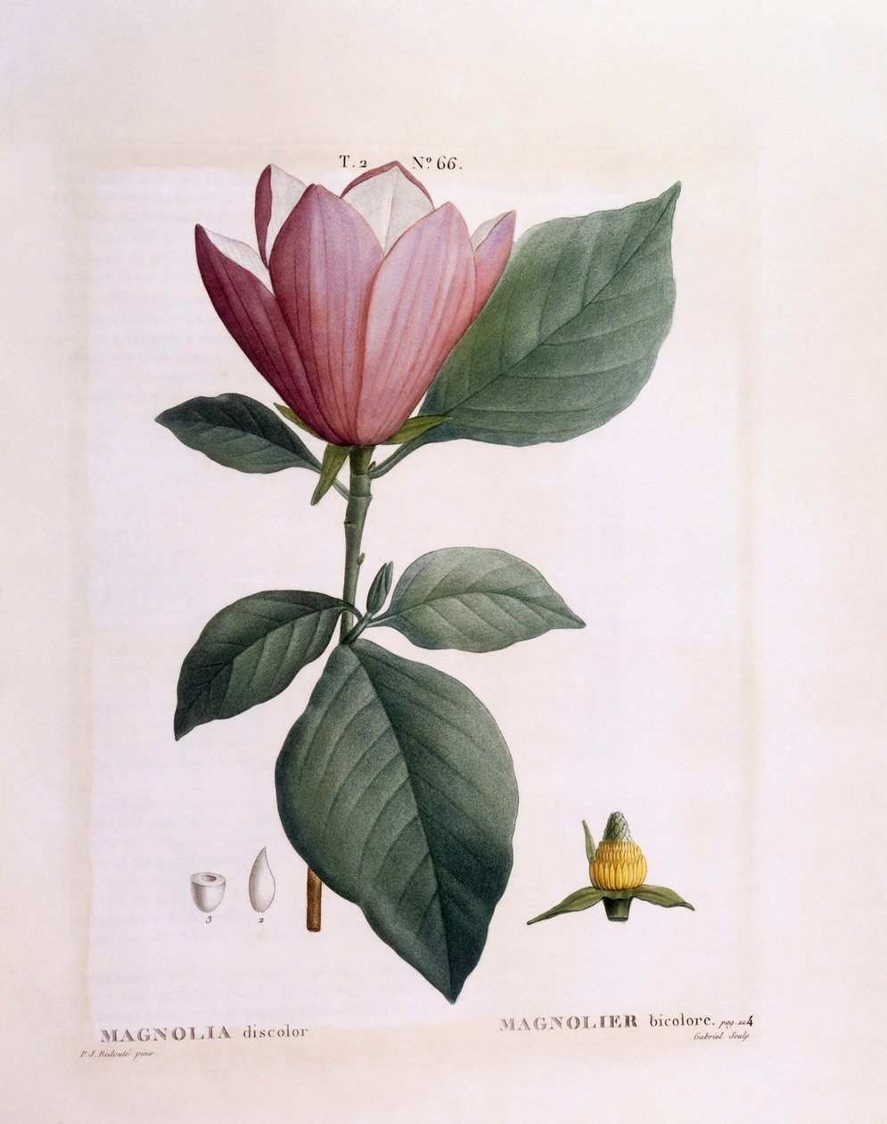 Manolya (Manolya rengi soluyor), Henry Louis Duhamel du Monceau, Pierre Joseph Redouté tarafından botanik plaka by Pierre Joseph Redouté