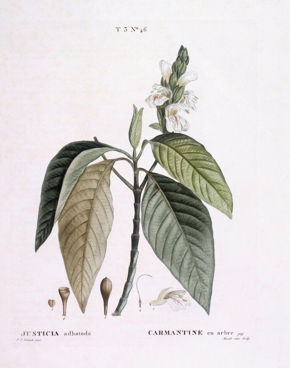Malabar cevizi (Justicia adhatoda), Henry Louis Duhamel du Monceau, Pierre Joseph Redouté