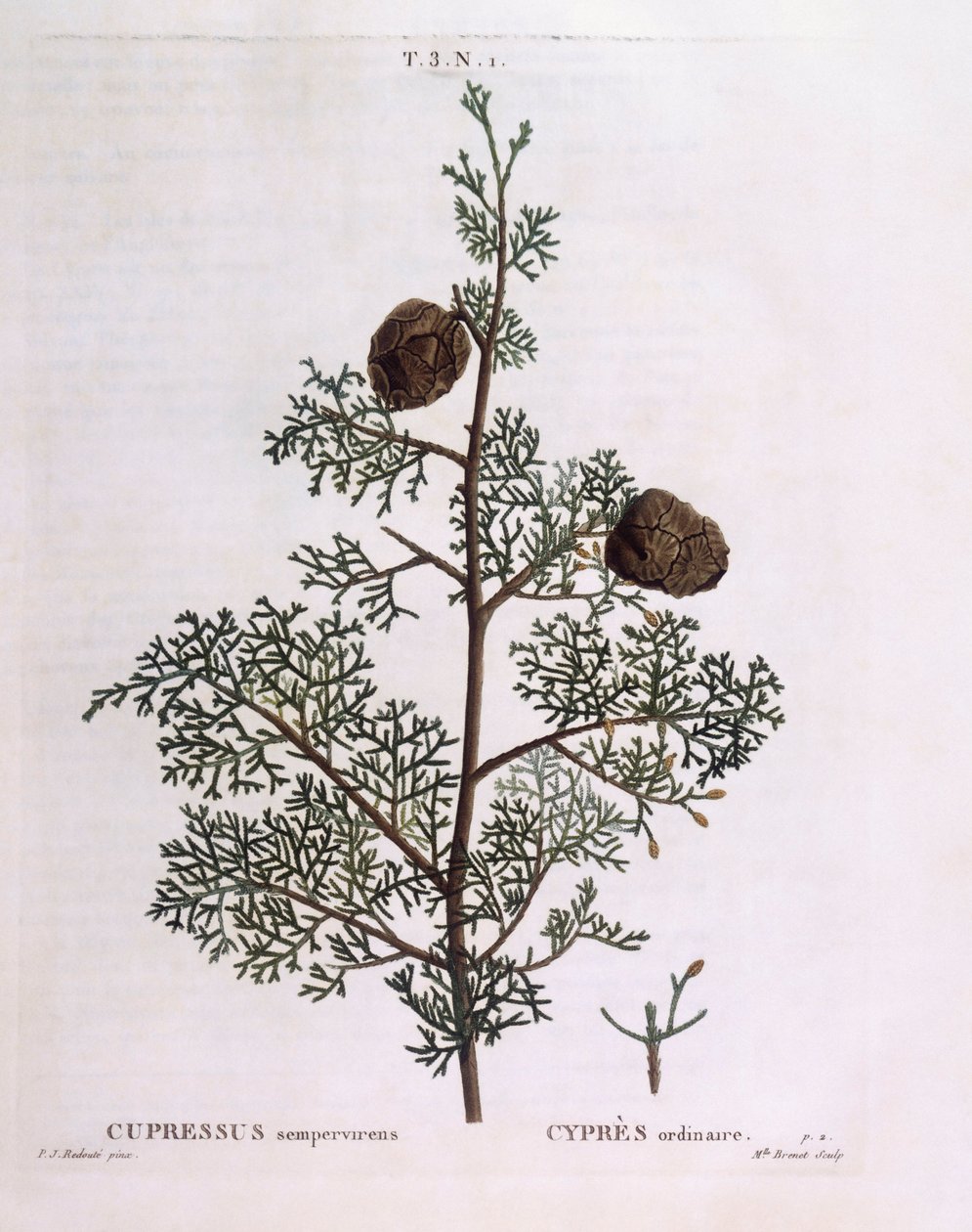 Akdeniz Selvi (Cupressus sempervirens), Henry Louis Duhamel du Monceau, Pierre Joseph Redouté tarafından botanik plaka by Pierre Joseph Redouté