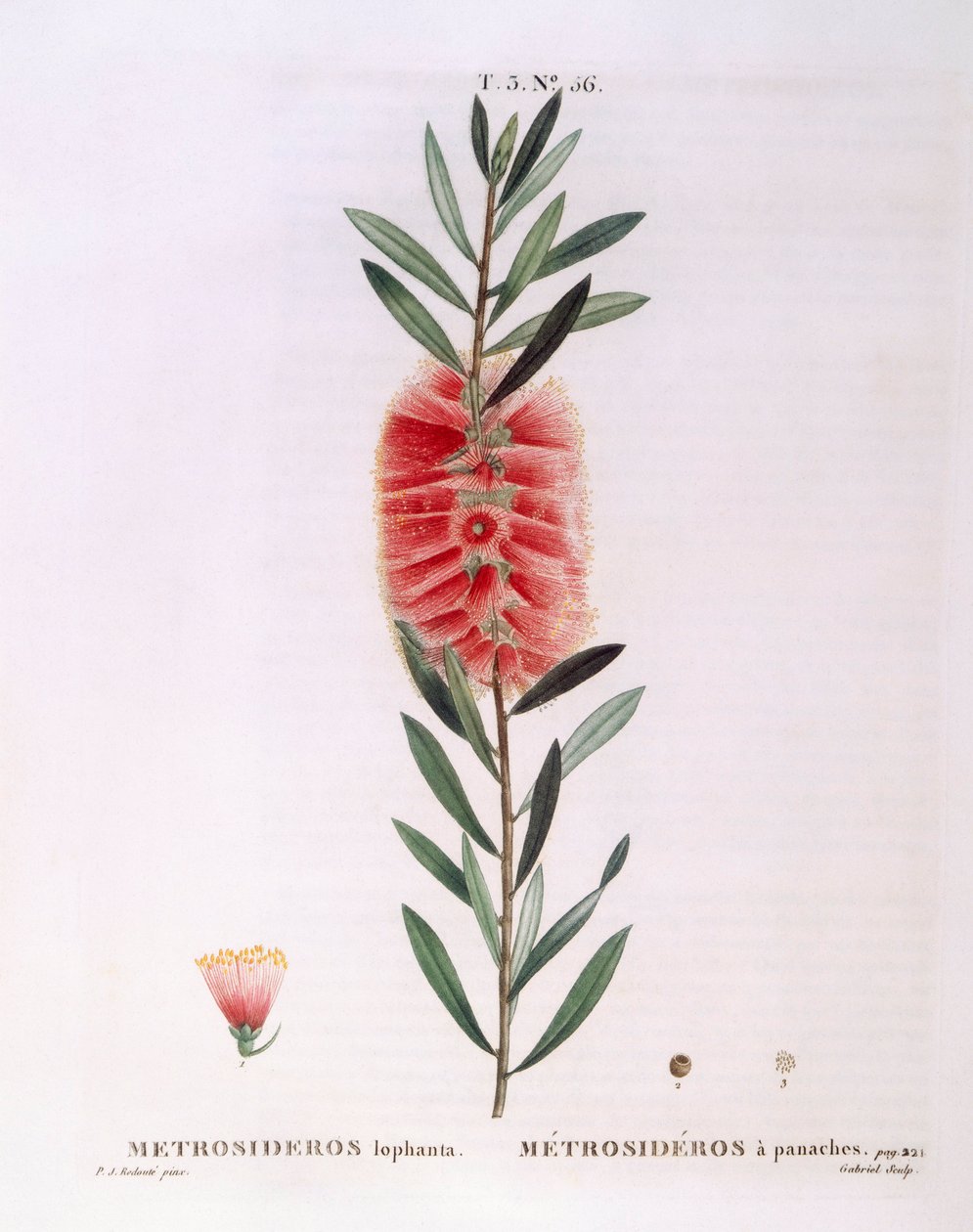 Metrosideros Lophanta Henry Louis Duhamel du Monceau, Pierre Joseph Redouté tarafından botanik plaka by Pierre Joseph Redouté