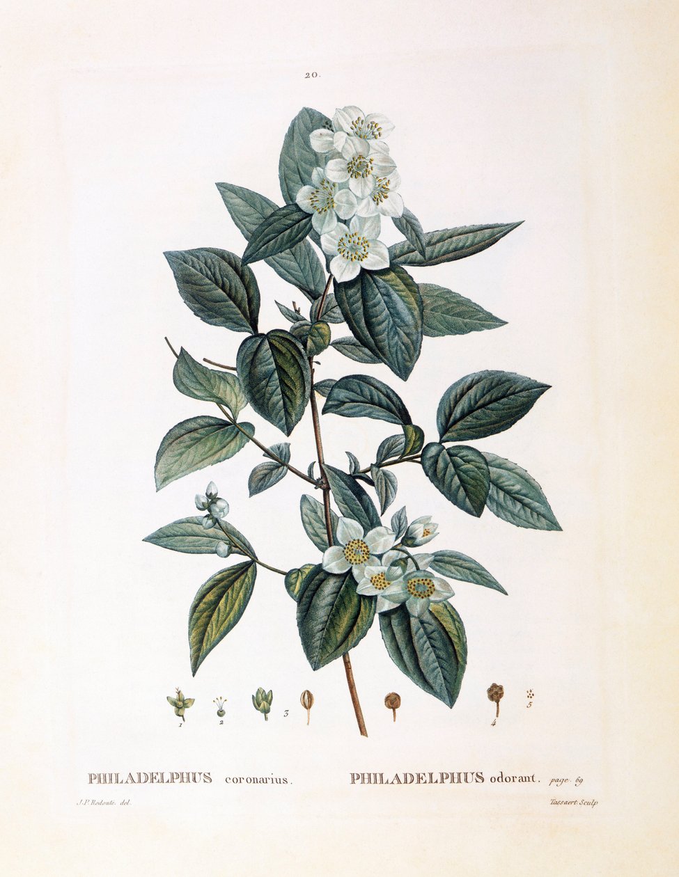 Sahte portakal (Philadelphus koronarius), Henry Louis Duhamel du Monceau, Pierre Joseph Redouté