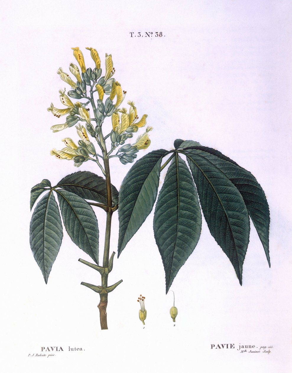 Pavia lutea Henry Louis Duhamel du Monceau, Pierre Joseph Redouté tarafından botanik plaka by Pierre Joseph Redouté