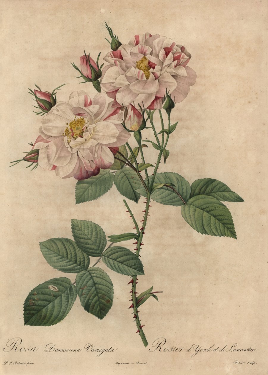 Pembe ve beyaz Şam gülü, Rosa damascena by Pierre Joseph Redouté